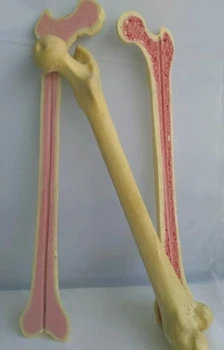 Ортопедическая хирургическая практика моделирование кости человека обучающая медицинская модель