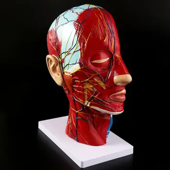 Анатомическая Половина Головы Человека Анатомия Лица Медицинский Мозг Срединный Разрез Шеи Модель Исследования Нервного Кровеносного Сосуда Для Обучения